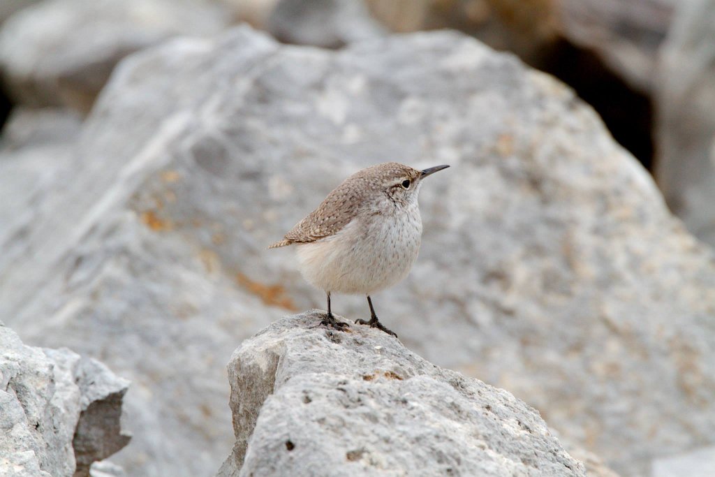 Rock Wren.jpg - Rock Wren photographed by Sabrina Nicholson